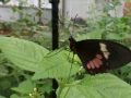 Butterfly House Put-in-Bay 03