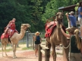 Camel Rides at Cleveland Zoo