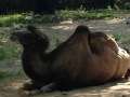 Camel at Cleveland Zoo
