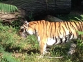Tiger at Cleveland Zoo