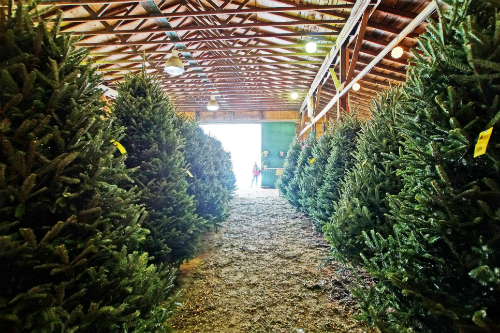 Manners Christmas Tree Farm