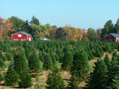 Mountain Creek Tree Farm