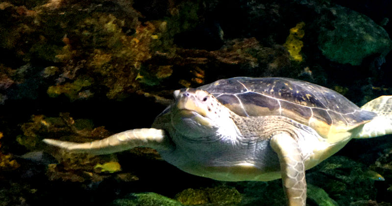 Sea Turtle at Ripleys Aquarium Gatlinburg TN