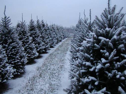 Image result for christmas tree farm