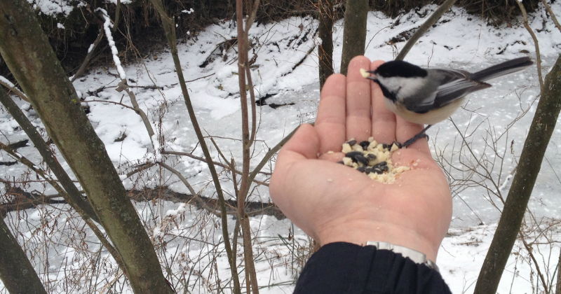 Hand Feed Bird Ohio