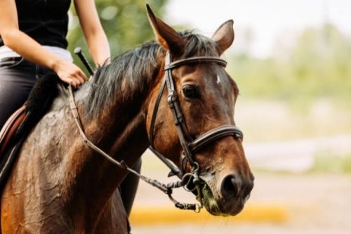 Horseback Riding in Ohio