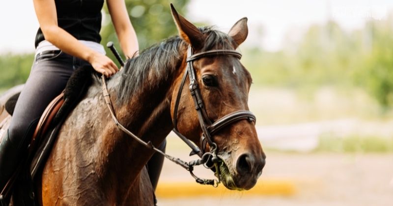 Horseback Riding in Ohio