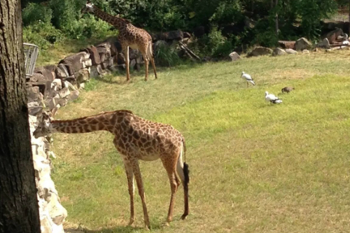 Giraffes at Cleveland Zoo