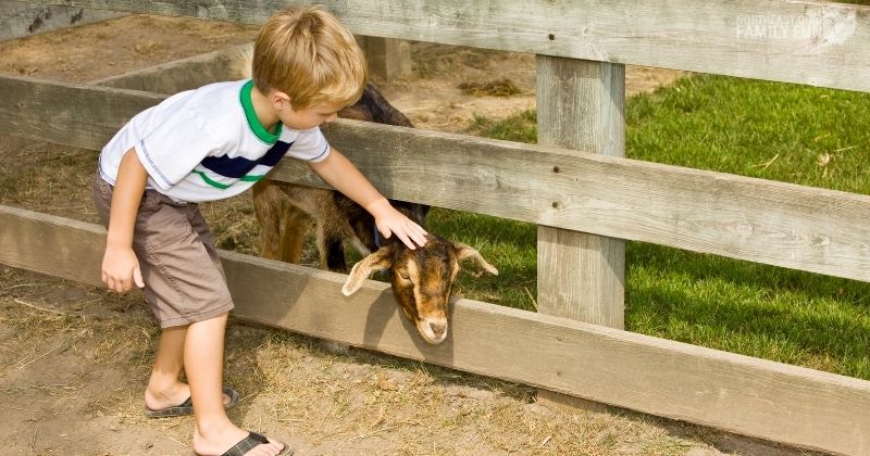 exotic petting zoo s & s farms