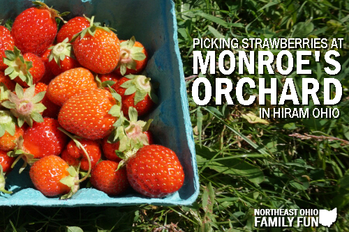 Picking Strawberries at Monroes Orchard Hiram Ohio