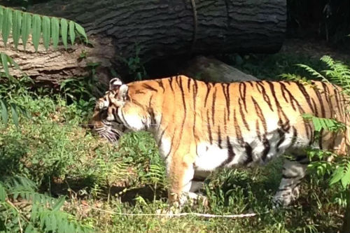 Tiger at Cleveland Zoo