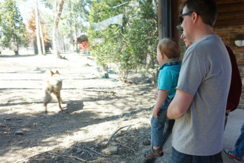 Watching the Wolves at the Akron Zoo