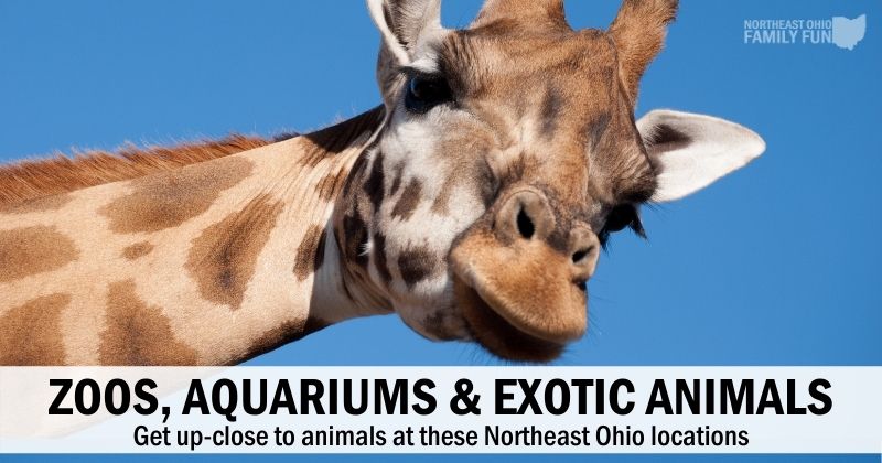 Zoos, Aquariums & Exotic Animals - Zoos In Northeast Ohio