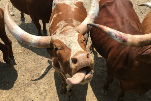 Cow and Tongue at Wagon Trails