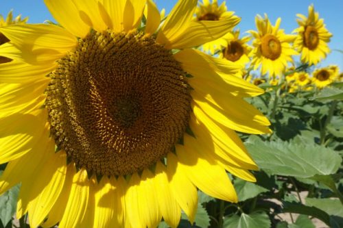 Huge Field of Sunflowers Avon Ohio