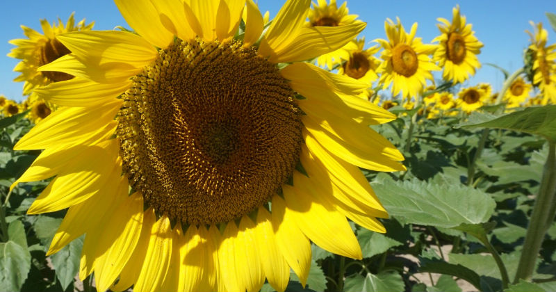 Best Things to do in September in Ohio – Sunflower Fields, Apple Orchards, Covered Bridges & More