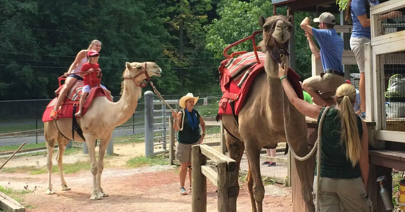 Camel Rides at Cleveland Zoo
