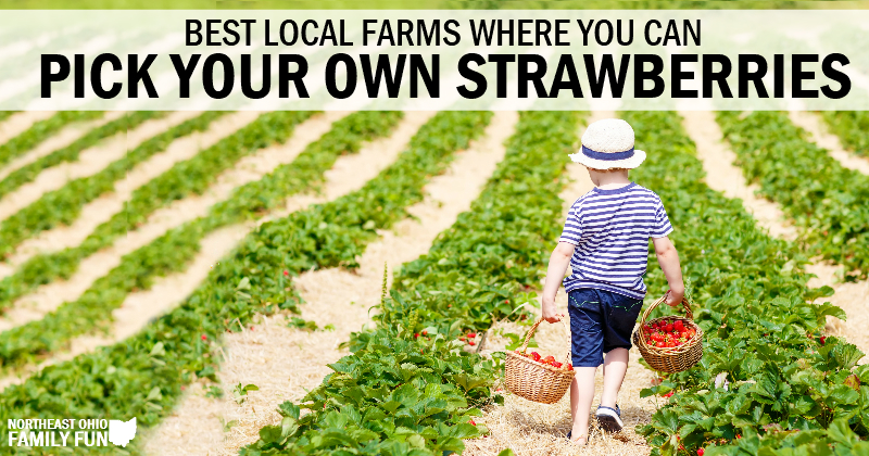 20+ Local Farms with the Best Strawberry Picking in Northeast Ohio