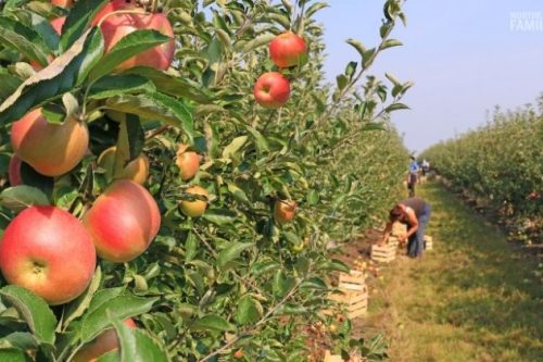Apple Picking in Ohio