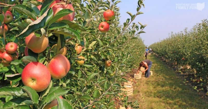 Apple Picking in Ohio