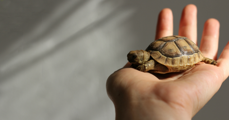 Holding a Turtle