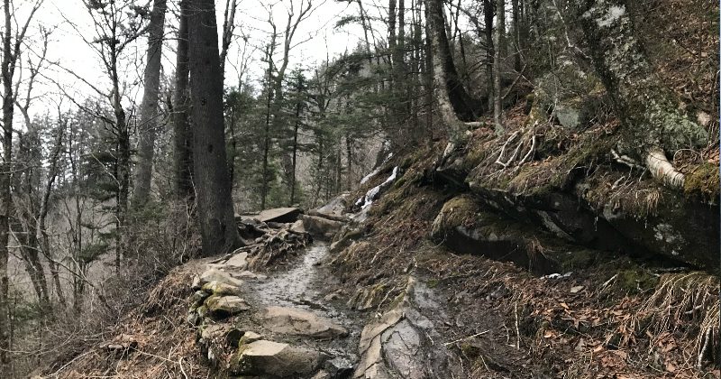 Portion of the Appalachian Trail by Newfound Gap Smoky Mountain National Park