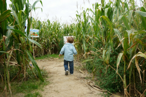 Mapleside Farm - Corn Maze