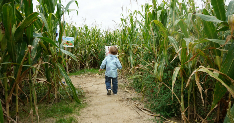 Mapleside Farm - Corn Maze