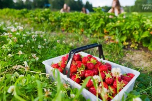 Pick Strawberries Tips Ohio