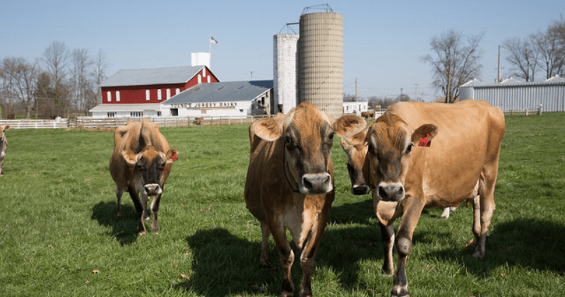 Young’s Jersey Dairy Yellow Springs Ohio