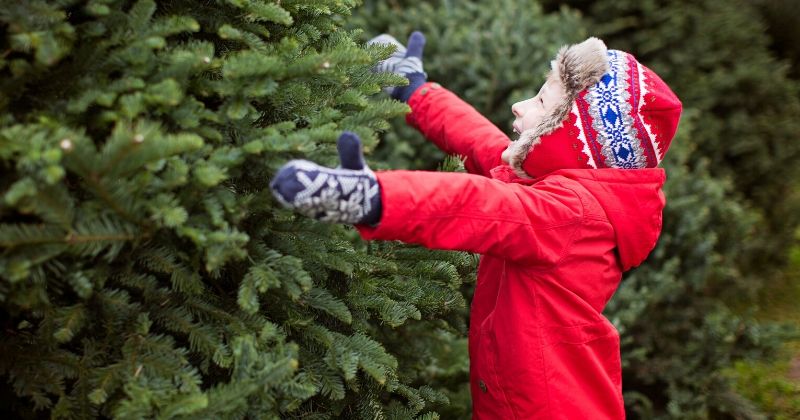 Best Local Christmas Tree Farms {2022} – 30 Delightful Farms You’ll Love