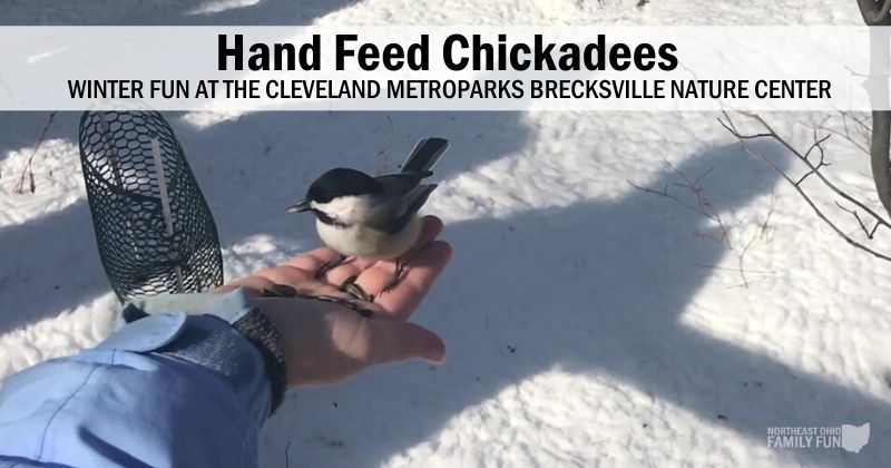 Feed Chickadees in Cleveland Ohio