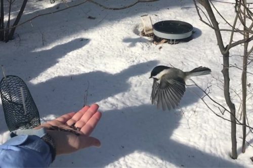 Handfeed Chickadees at Cleveland Metroparks (2)