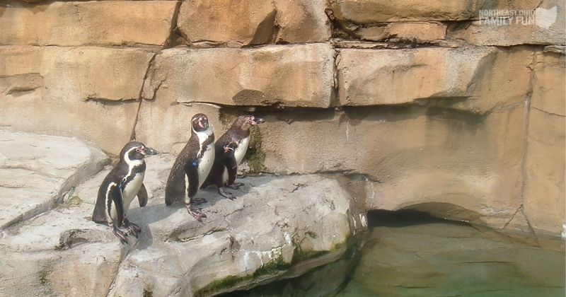 Free Admission to Akron Zoo - Summit County Residents