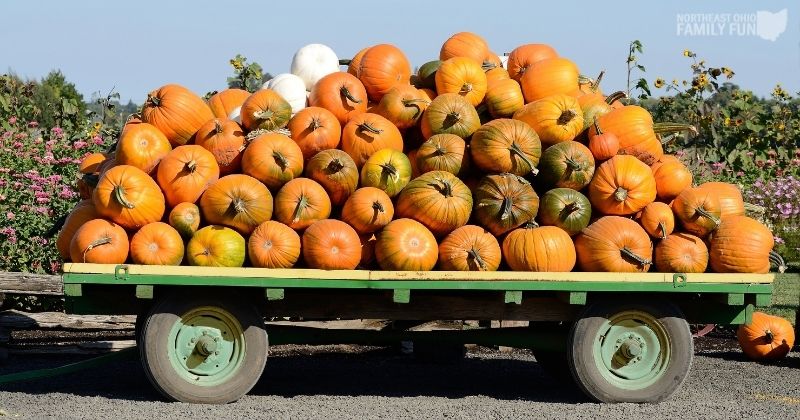 Best Local Pumpkin Patches: 30+ Farms with Spectacular Fall Fun {2021}