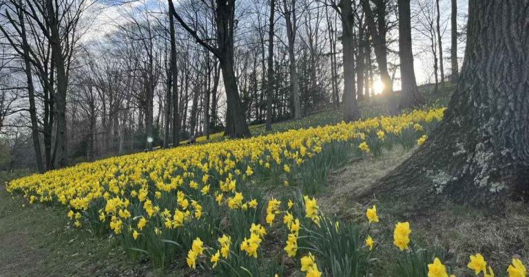 Daffodil Hill at Lake View Cemetery in bloom
