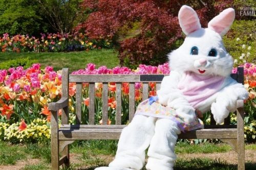 Easter Bunny Pictures Northeast Ohio