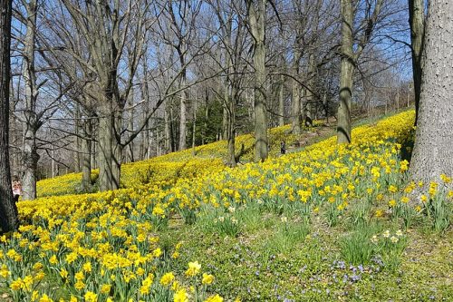 Lakeview Cemetery Daffodil Hill