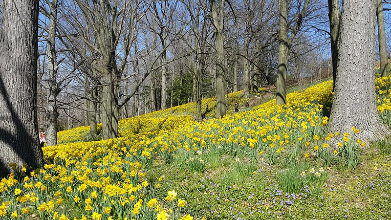 Lakeview Cemetery Daffodil Hill