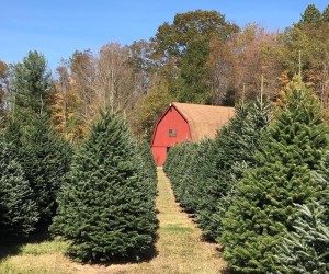 Best Local Christmas Tree Farms {2022} – 30 Delightful Farms You'll Love
