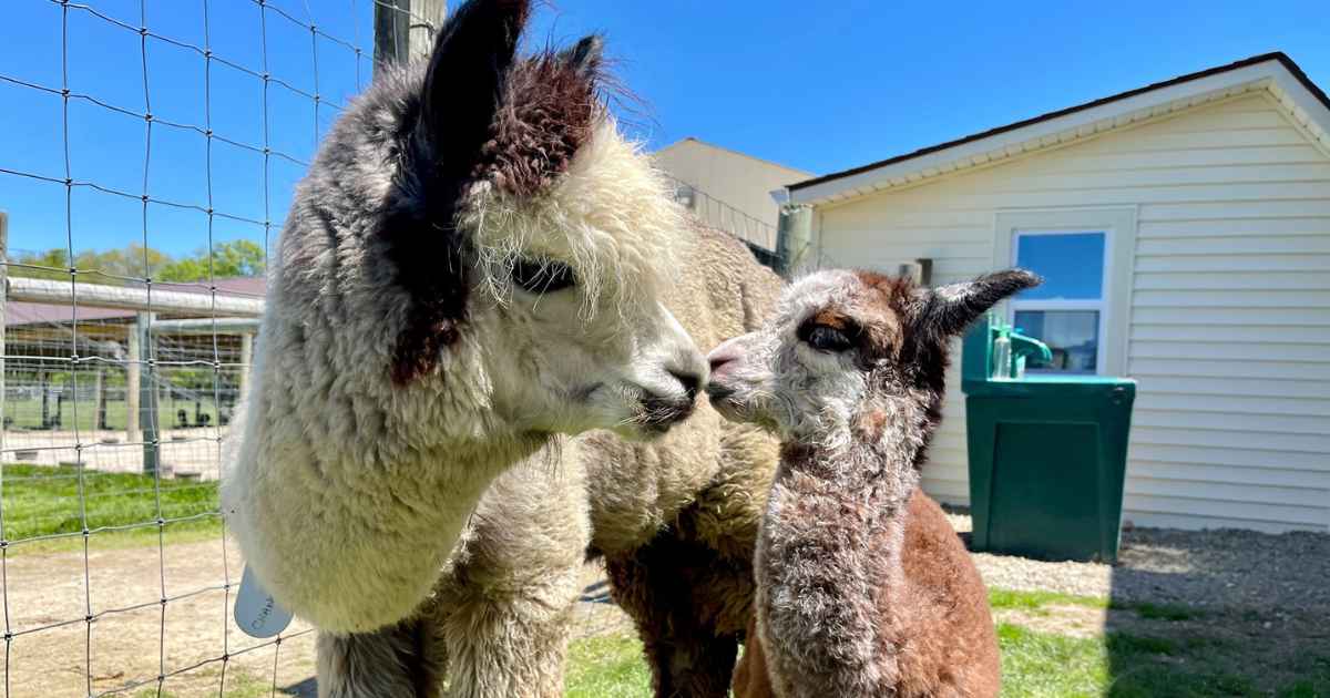 12 Petting Zoos In Northeast Ohio: Best Fun on the Farm Experience