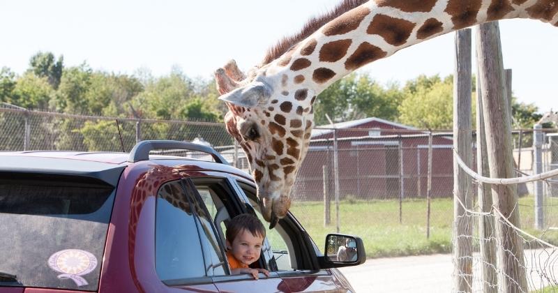 a giraffe with its head near a boy in a car
