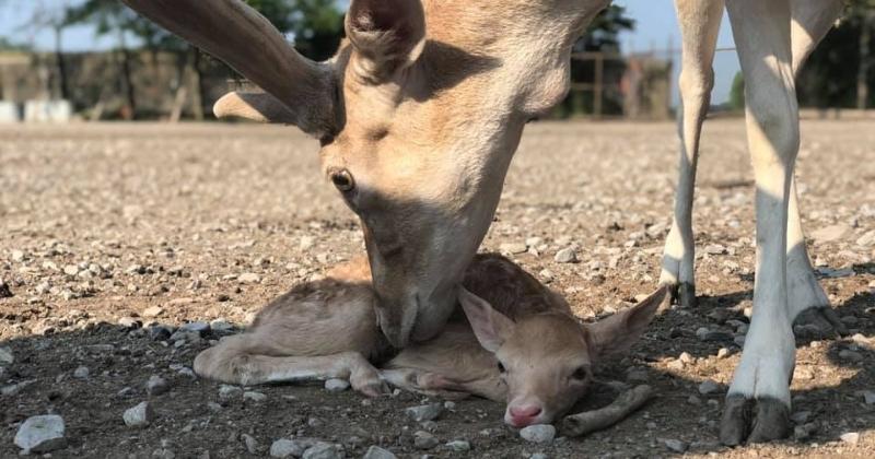 Deer touching a baby deer on the ground
