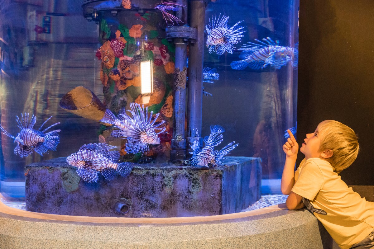 3 Amazing Aquariums in Ohio (+ Bonus Must Visit Location)