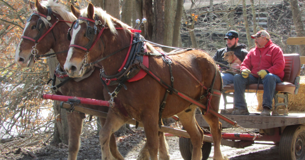 21 Deliciously Sweet Maple Syrup Festivals in Ohio {2024}