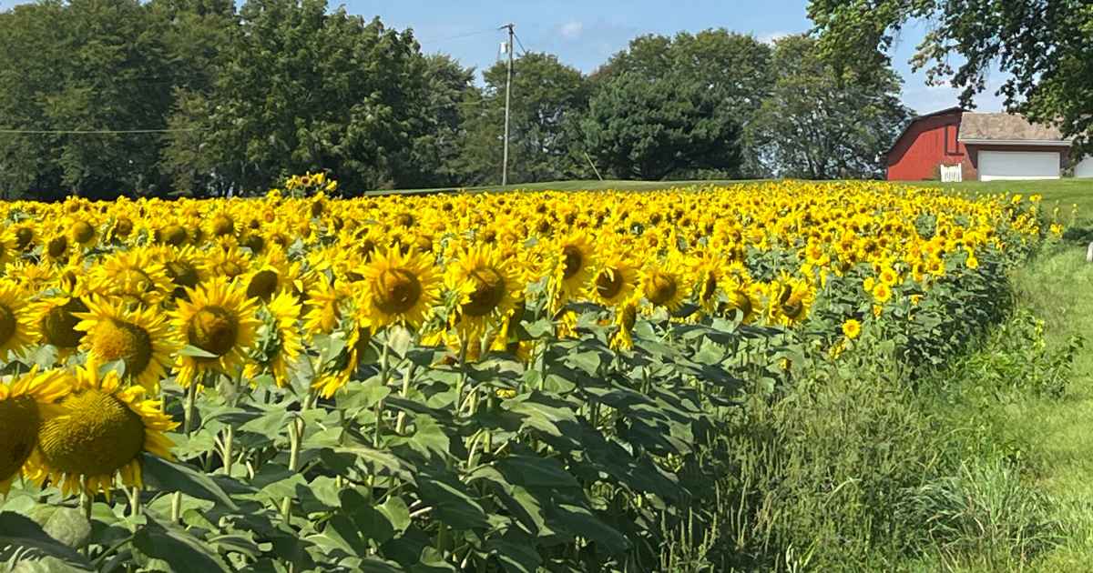 Sunflowers in bloom at Angiuli's Farm Market 