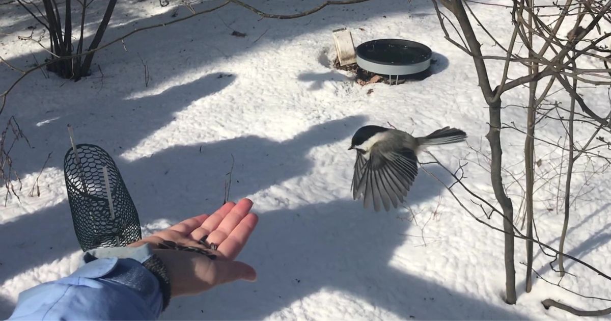 5 Best Places to Hand Feed Chickadees in Northeast Ohio