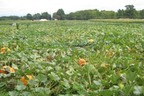 Pumpkin Patch at Nickajack Farms, North Lawrence Ohio