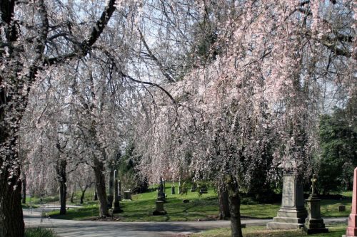 Beautiful trees in the Arboretum Cincinnati Ohio