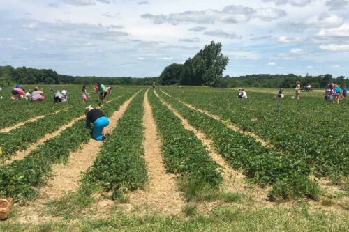 Strawberry Picking at Monroe's Orchard, Hiram Ohio